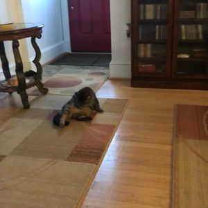 Meet your Posher, Nubinubia